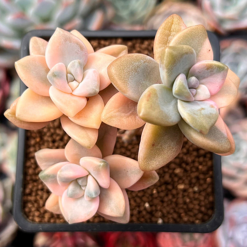 Graptoveria 'Titubans' Variegated 2” Succulent Plant – True Succulents  Plant Co