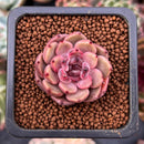 Echeveria 'Herbion' 1" Succulent Plant