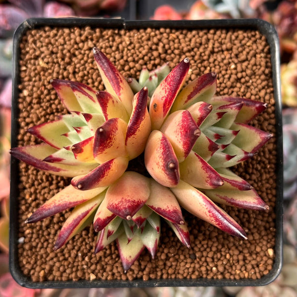 Echeveria Agavoides 'Topaz' 3" Succulent Plant