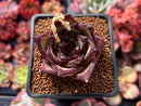 Echeveria Agavoides 'Ebony' Superclone 2" Cluster Succulent Plant