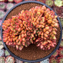 Echeveria Agavoides 'Elkhorn' Crested 5" Succulent Plant