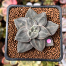 Echeveria 'Xichuensis' 2" Succulent Plant