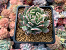 Echeveria 'Bradburiana' Variegated 2" Succulent Plant