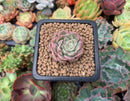 Echeveria 'Margaret' Variegated 1" Succulent Plant