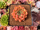 Echeveria 'Raymus' 2" Succulent Plant