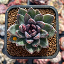 Echeveria 'Caravan' 2" Succulent Plant