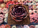 Echeveria 'Black Tan' 2"-3" Succulent Plant
