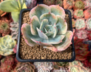 Echeveria 'Secunda' Variegated 2" Succulent Plant