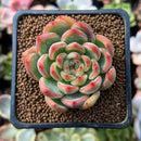 Echeveria 'Snow Clark' 2" Succulent Plant