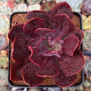 Echeveria 'Hanaikada' Non-Variegated 2"-3" Succulent Plant