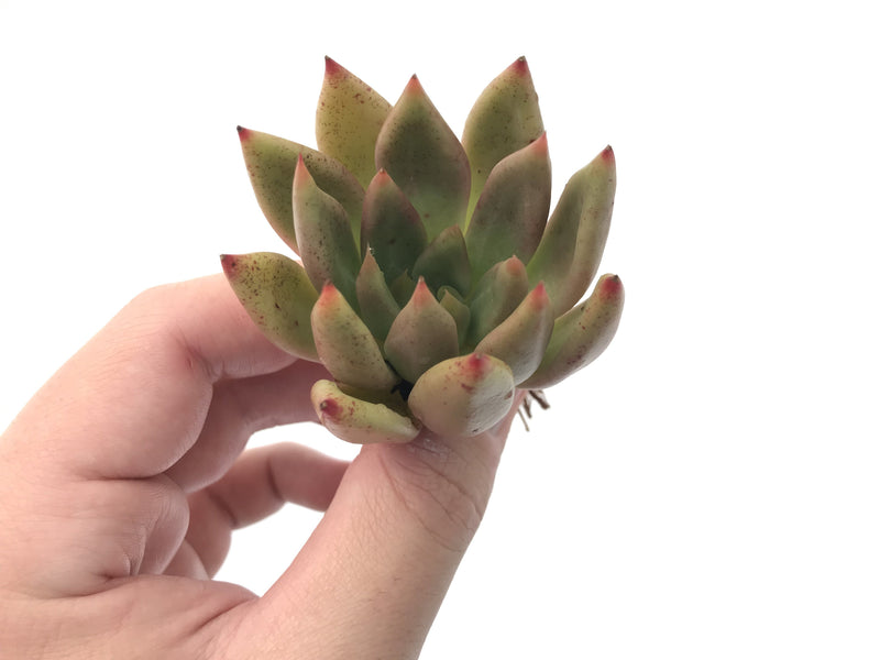 Echeveria Agavoides 'Pysche' 3" Succulent Plant