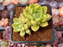 Echeveria 'Coco' 2" Cluster Succulent Plant