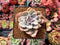 Graptoveria 'Harry Watson' Mutant 2" Succulent Plant