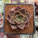 Echeveria 'Mysterious Rose' 2" Succulent Plant