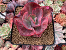 Echeveria 'Kattelra' Variegated 4" Rare Succulent Plant