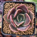 Echeveria 'Fortune Purple' 1"-2" New Hybrid Succulent Plant