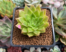 Echeveria Agavoides 'Francesca' Variegated 2" Succulent Plant