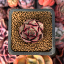 Echeveria 'Longissima' 1" Small Succulent Plant