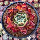 Echeveria Agavoides Hybrid 3"-4" Special Clone Succulent Plant