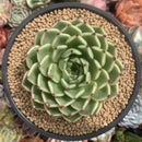 Echeveria Agavoides 'Sarabony' 4" Succulent Plant