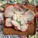 Echeveria 'Pink Harin' Variegated 2"-3" Succulent Plant