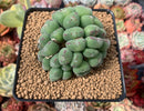 Conophytum 'Chowbanier' Cluster 3" Succulent Plant