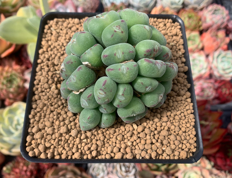 Conophytum 'Chowbanier' Cluster 3