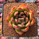 Echeveria Agavoides sp. 2"-3" Succulent Plant
