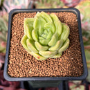 Echeveria 'Super Jelly' 1" Succulent Plant