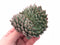 Echeveria ‘Hansel’ Crested 4" Rare Succulent Plant