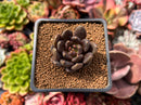 Echeveria 'Blackbird' 1" Succulent Plant