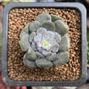 Echeveria 'Dr. Butterfield' Mutated 1" Small Succulent Plant
