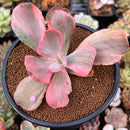 Echeveria 'Roselac' Variegated 2"-3" Succulent Plant