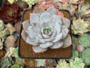 Echeveria 'Pinglu' 2"-3" Succulent Plant