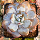 Echeveria Laui 2" Powdery Succulent Plant