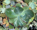 Echeveria 'Beserk' Variegated 5" Succulent Plant