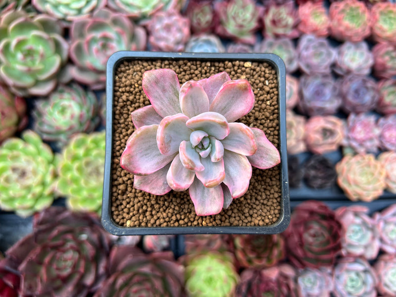 mrs richards succulent Graptoveria 'Mrs. Richards' Variegated 2" Succulent Plant