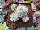 Echeveria 'Margaret' Variegated 1" Succulent Plant