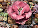 Echeveria 'Frill' sp. Variegated 4" Specimen Succulent Plant
