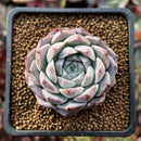 Echeveria 'Rosalina' 1" Powdery Succulent Plant