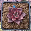 Echeveria Agavoides 'Red Ebony' 1" Succulent Plant