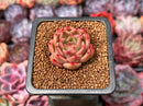 Echeveria 'Red Rosa' 1" Succulent Plant