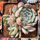Echeveria 'Viyant' 4" Cluster Succulent Plant