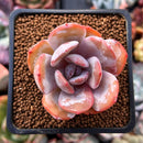 Echeveria 'Cream Tea' 2" Powdery Succulent Plant