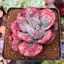 Echeveria 'Beyonce' Variegated 2"-3" Succulent Plant