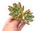 Echeveria Agavoides 'Maria' Hybrid Double Head 6" Succulent Plant