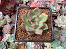 Echeveria Agavoides 'Anjou' 1"-2" Succulent Plant
