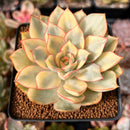 Echeveria 'Esther' Variegated 3" Succulent Plant