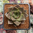 Echeveria 'Mysterious Rose' 2" Succulent Plant