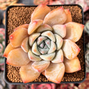 Echeveria 'Blue Mountain' 2"-3" Succulent Plant